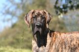 DOGUE ALLEMAND 764